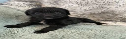 Mixed Breed dogs for sale: Whippet cross toy poodle   - Advert 6