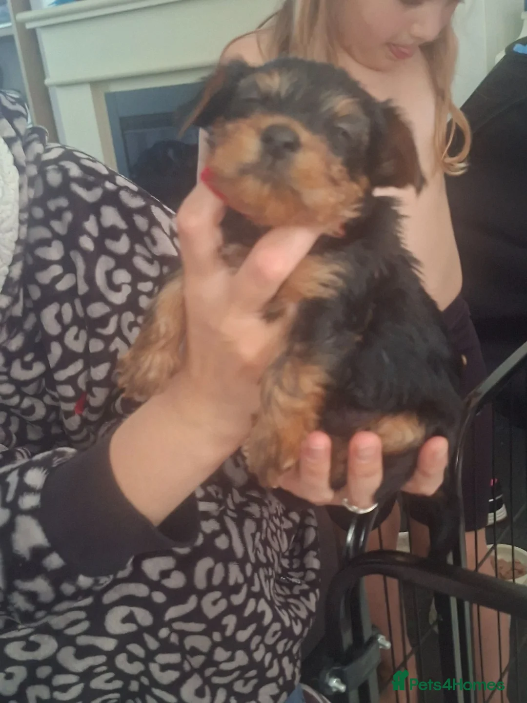 Yorkshire Terrier dogs for sale: Yorkshire terrier puppies for sale  - Advert 9