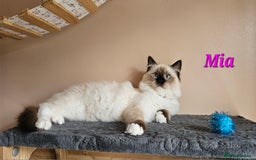 Ragdoll cats for sale: Only 2 girls left,Champion blood, TICA kittens in Nelson - Image 20