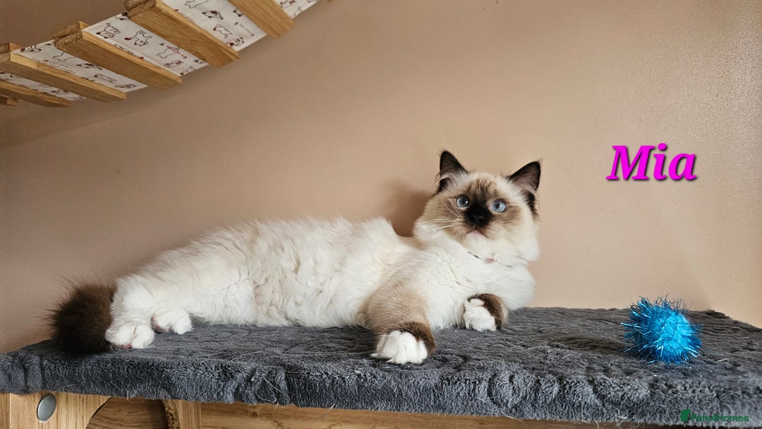 Ragdoll cats for sale: Only 2 girls left,Champion blood, TICA kittens in Nelson - Image 20