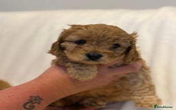 Cavapoo dogs for sale: Beautiful F1 Cavapoos  - Image 15