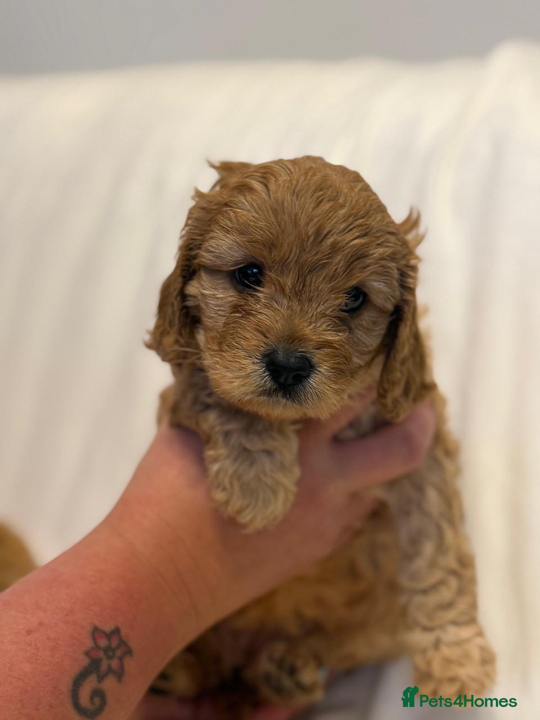 Cavapoo dogs for sale: Beautiful F1 Cavapoos  - Image 15