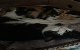 Mixed Breed cats for sale: Two fully black male kittens  - Image 7