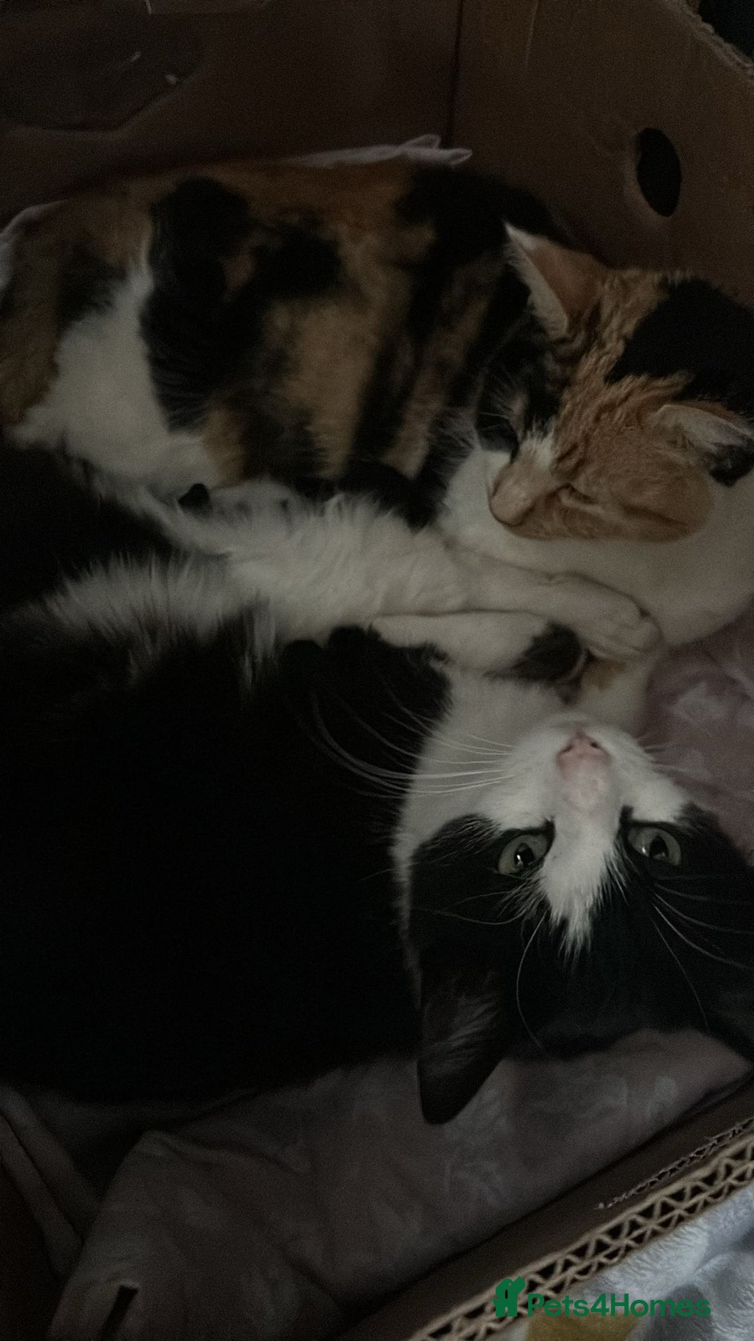 Mixed Breed cats for sale: Two fully black male kittens  - Image 7