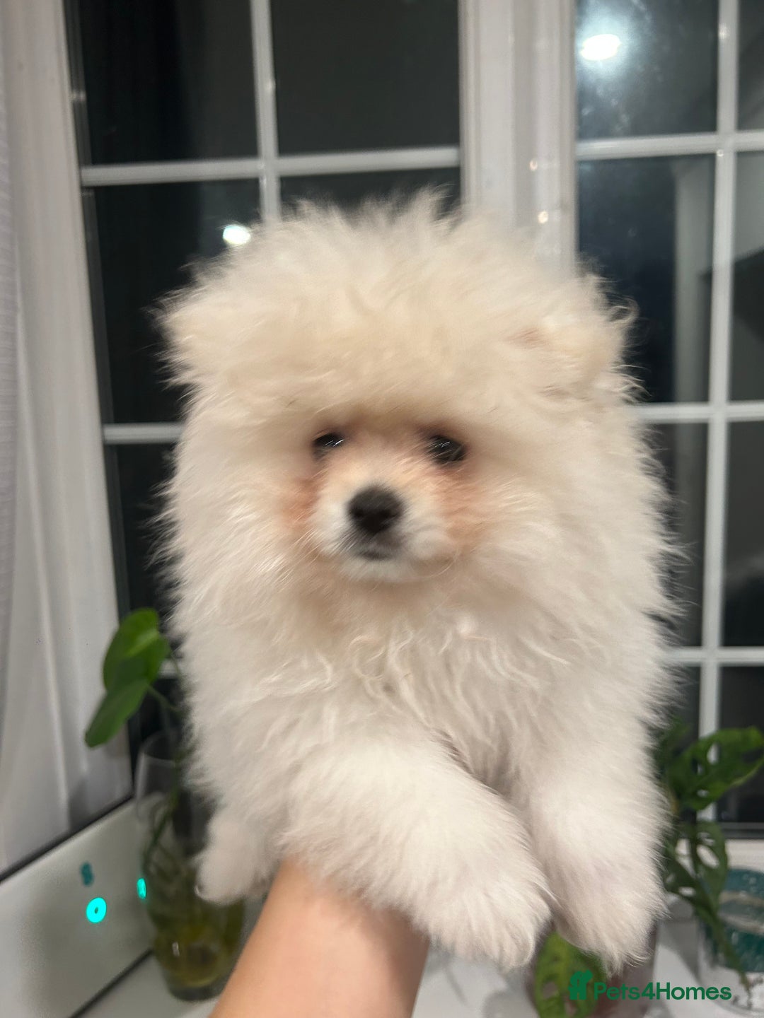 Pomeranian dogs for sale: 4 lovely Pomeranian Puppies for sale AVAILABLE NOW - Image 4