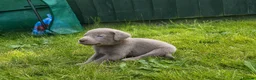 Labrador Retriever dogs for sale: 3 BOYS left Stunning Silver Labrador Pups  - Advert 7