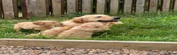 Golden Retriever dogs for sale: A happy healthy family companion  - Advert 21