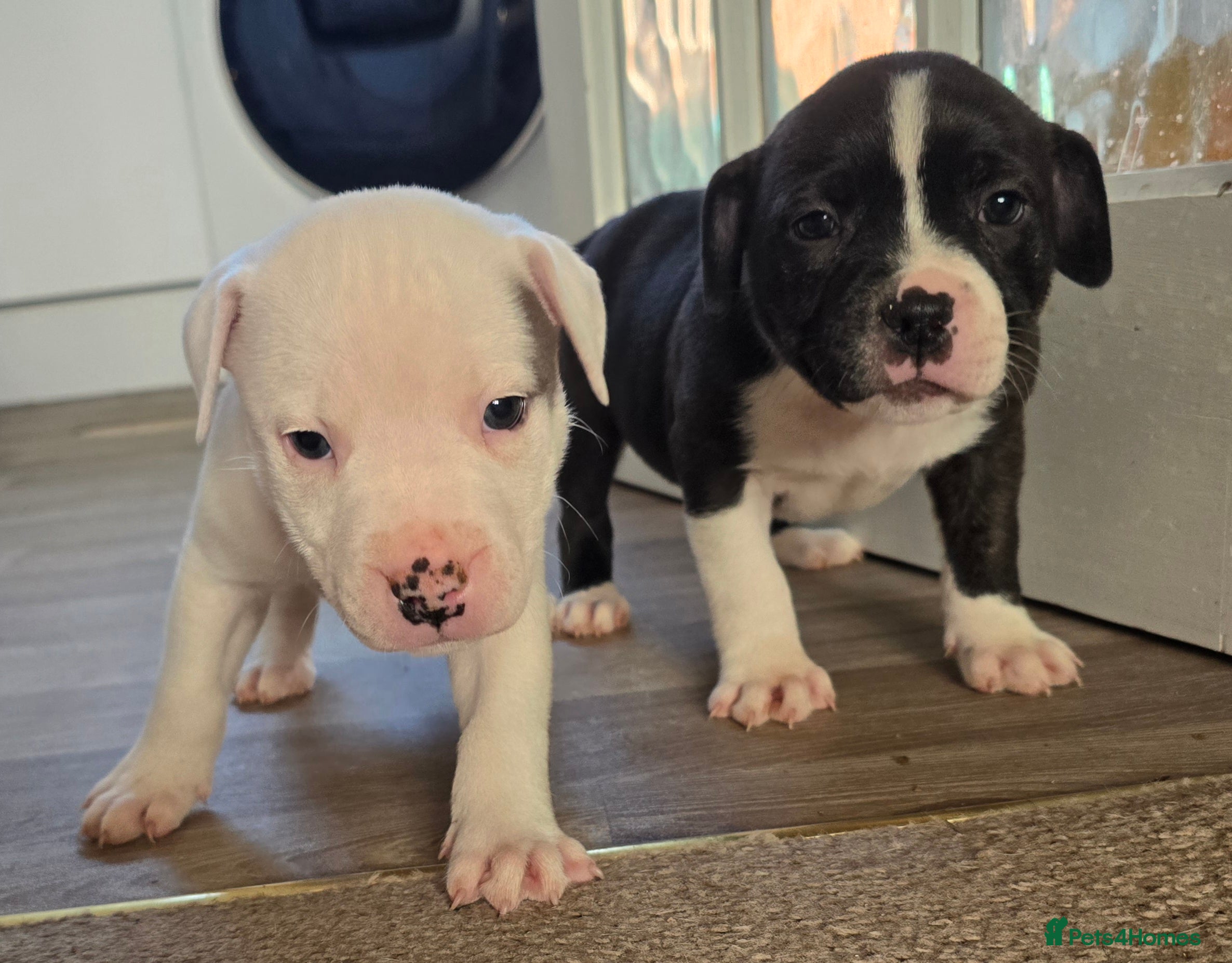 American Bull Staffy dogs  Staffordshire 💗 ready to leave TODAY  - Advert 1