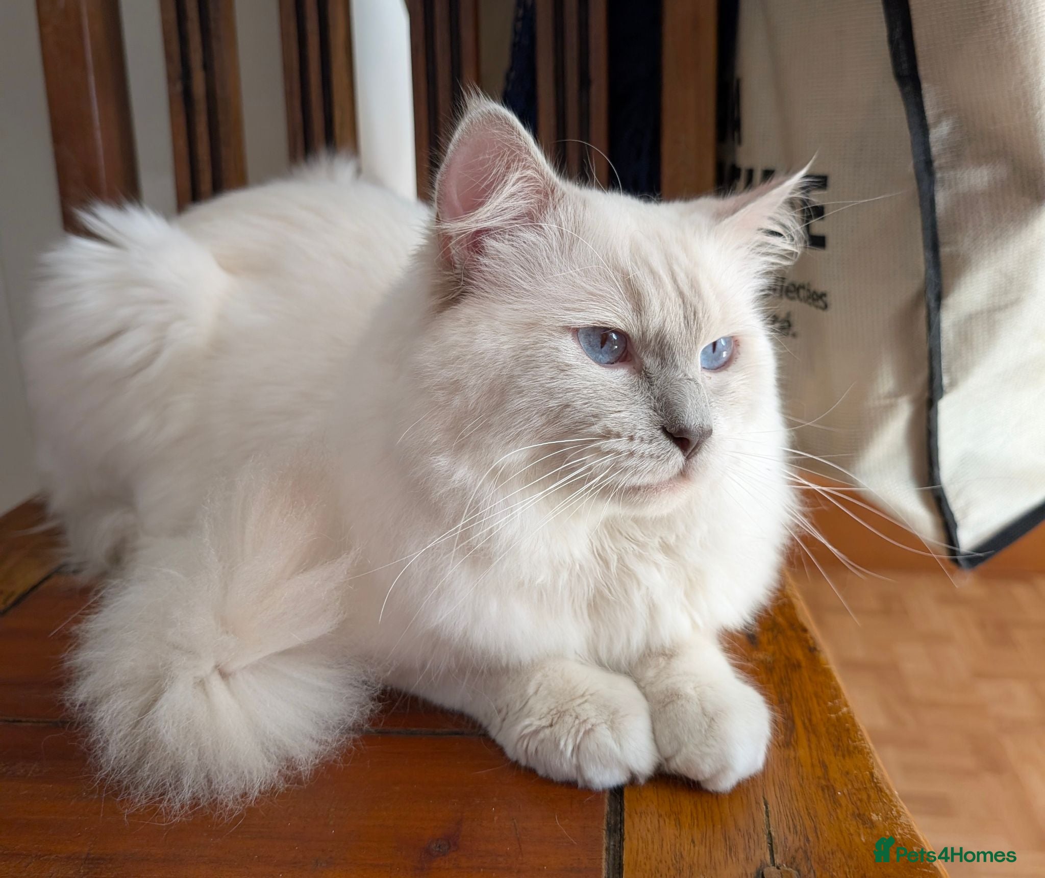 Ragdoll cats ❤️GCCF Registered❤️Lilac Point ragdoll   - Advert 1
