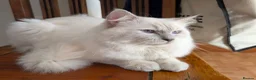 Ragdoll cats for stud: ❤️GCCF Registered❤️Lilac Point ragdoll   - Advert 1