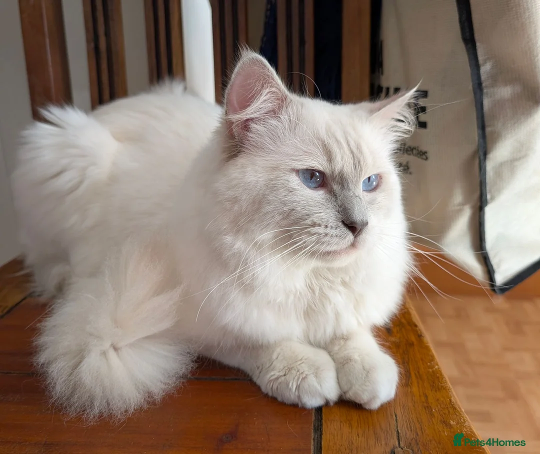 Ragdoll cats for stud: ❤️GCCF Registered❤️Lilac Point ragdoll   - Advert 1
