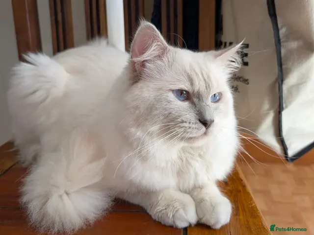 Ragdoll cats ❤️GCCF Registered❤️Lilac Point ragdoll - Advert 2