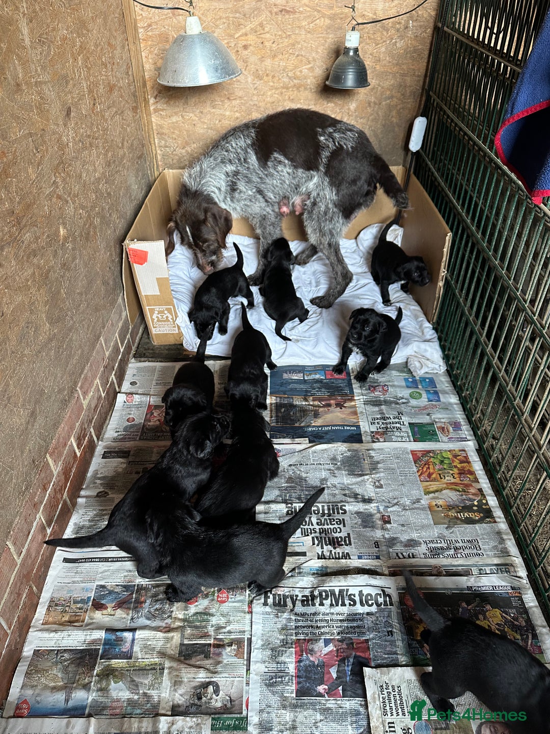 Mixed Breed dogs for sale: German ShepherdxGerman Wire-Haired Pointer puppies - Advert 4