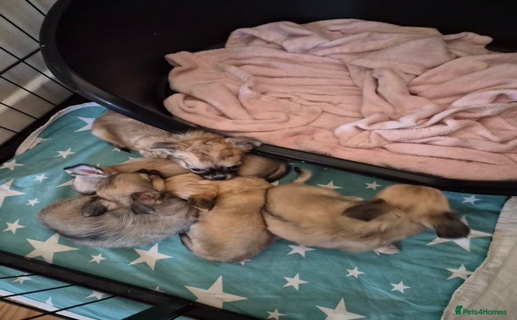 Chihuahua dogs for sale - Advert 1