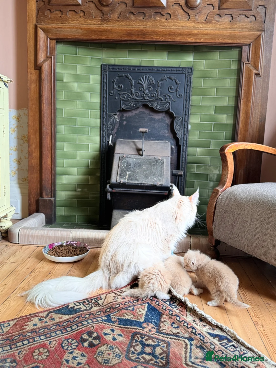 Maine Coon cats for sale: Maine coon kittens  in Newton Stewart - Advert 11