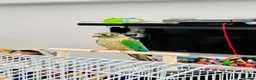 Conures birds for sale: RARE Colours Conures - Advert 8
