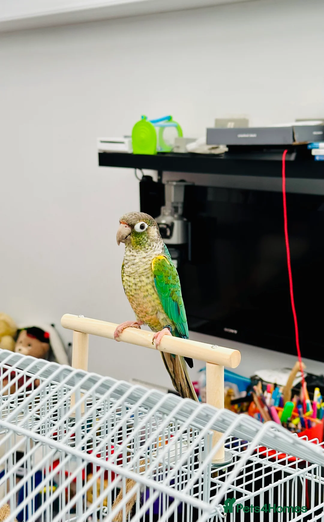 Conures birds for sale: RARE Colours Conures - Advert 8