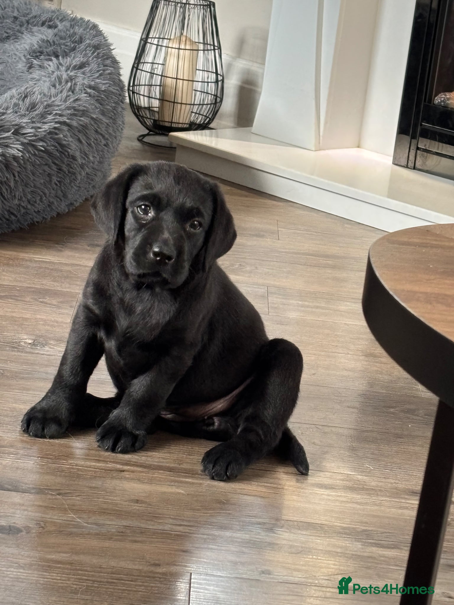 Labrador Retriever dogs Stunning Black Show Type Labradors  - Advert 1