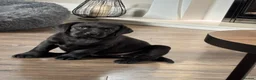 Labrador Retriever dogs for sale: Stunning Black Show Type Labradors  - Advert 1