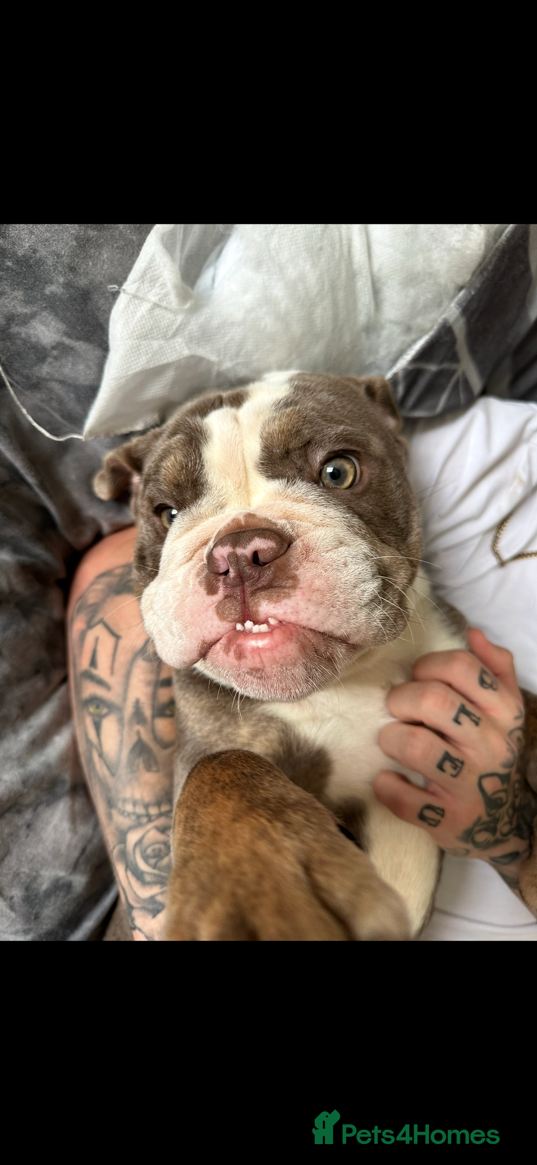 English Bulldog dogs for sale: English female bulldog  - Advert 3