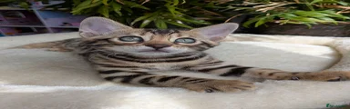 Bengal 4