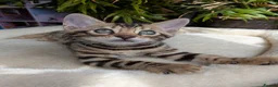 Bengal cats for sale: Bengal kittens in Essex TICA registered purebred  in Colchester - Advert 5