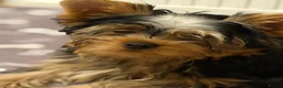 Yorkshire Terrier dogs for sale: DWKC Yorkshire Terrier Boys ,Show KC Winner Dad - Advert 6