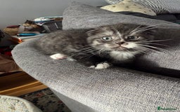 Scottish Fold cats for sale: 5 beautiful Scottish fold kittens  - Advert 7