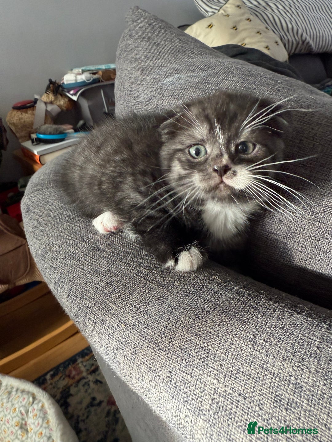 Scottish Fold cats for sale: 5 beautiful Scottish fold kittens  - Advert 7