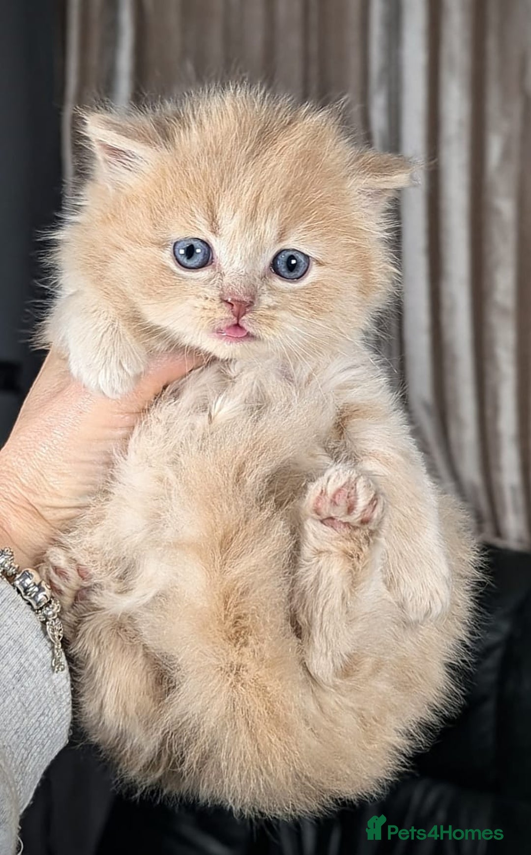 British Longhair cats for sale: 💖💙 BSH and BLH ● TICA & GCCF reg ●  - Advert 22