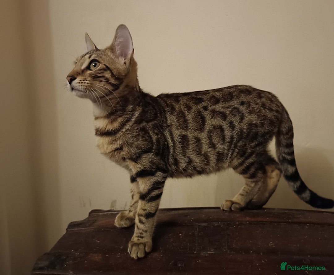 Bengal cats for sale: Bedazzled Early Generation Bengal kittens  - Image 4