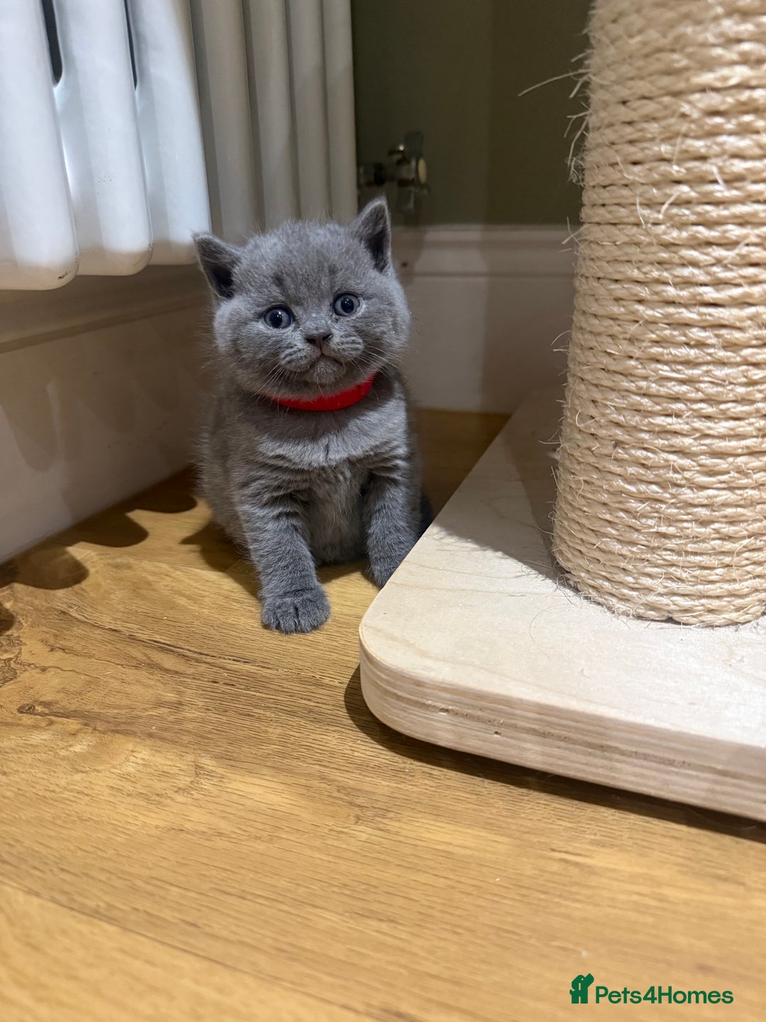 British Shorthair cats for sale: Gorgeous British Shorthair Blue Kittens - Advert 11