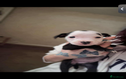 Staffordshire Bull Terrier dogs for sale: PUPPIES READY TO LEAVE NOW  - Image 2
