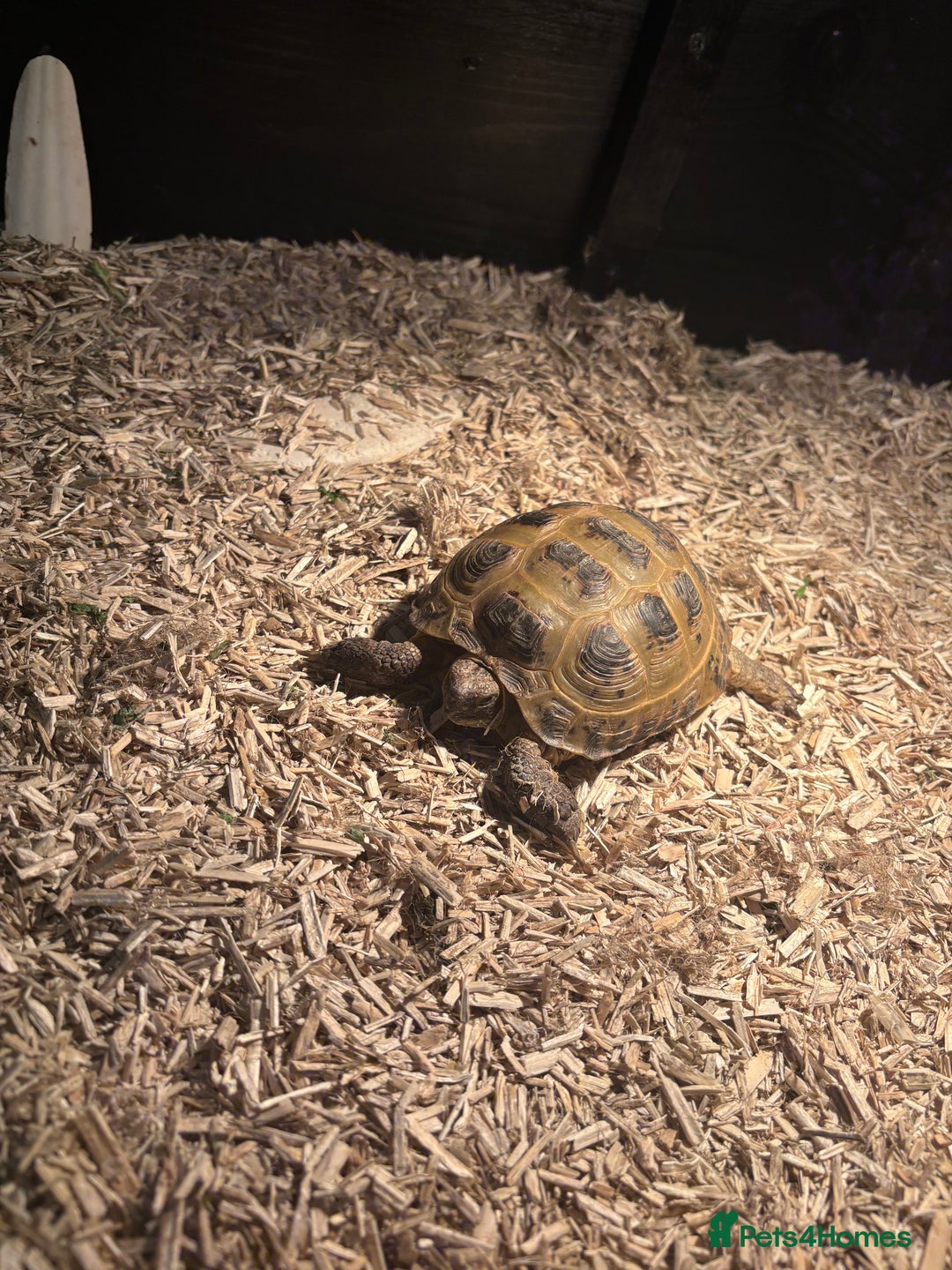 Tortoise reptiles for sale: Horsefield tortoise for sale - Advert 2