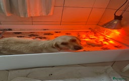 Golden Retriever dogs for sale: Exceptional Golden retriever puppies - Image 4