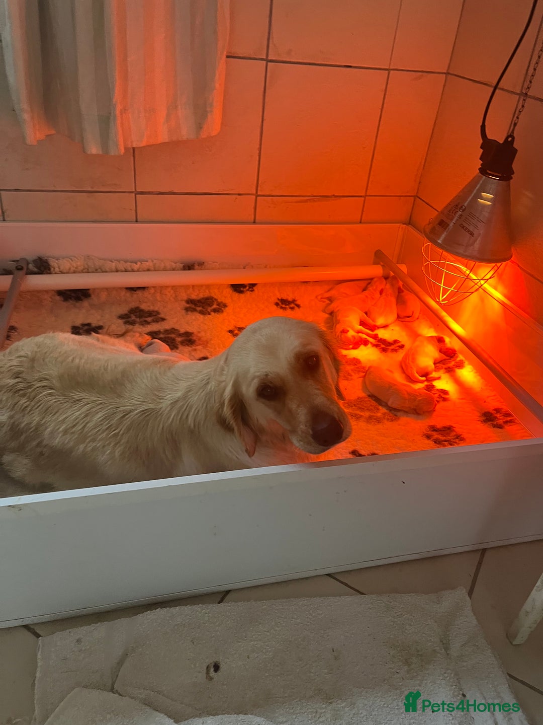 Golden Retriever dogs for sale: Exceptional Golden retriever puppies - Image 4