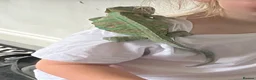 Chameleon reptiles for sale: Male chameleon friendly  - Advert 3