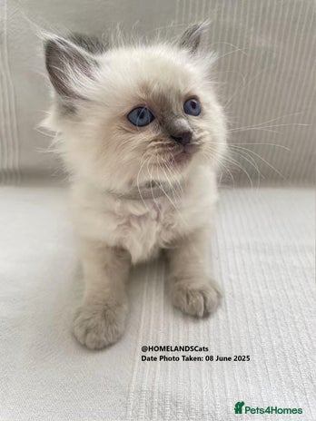 Ragdoll cats in Crook - Advert 1