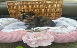 Mixed Breed cats for sale: Lawson - Image 3