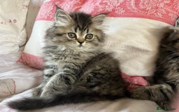 British Longhair cats for sale: 3 Adorable British Longhair x Persian Kittens  - Image 5