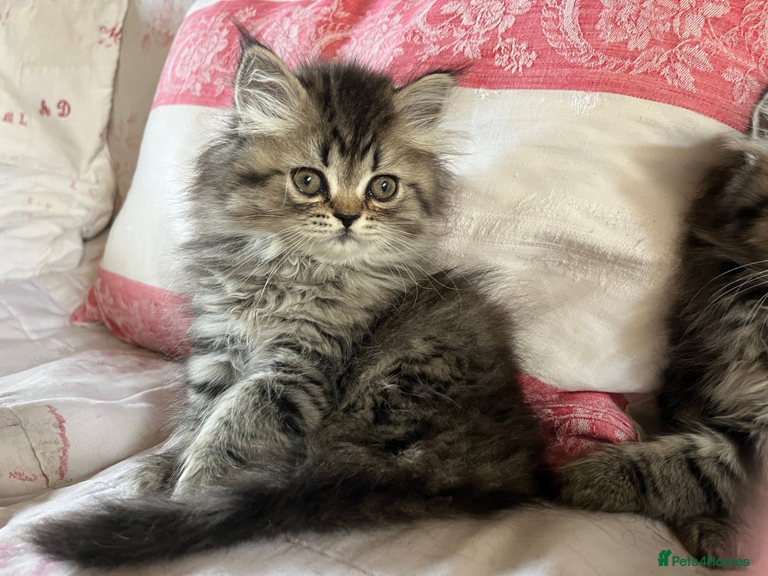 British Longhair cats for sale: 3 Adorable British Longhair x Persian Kittens  - Image 5