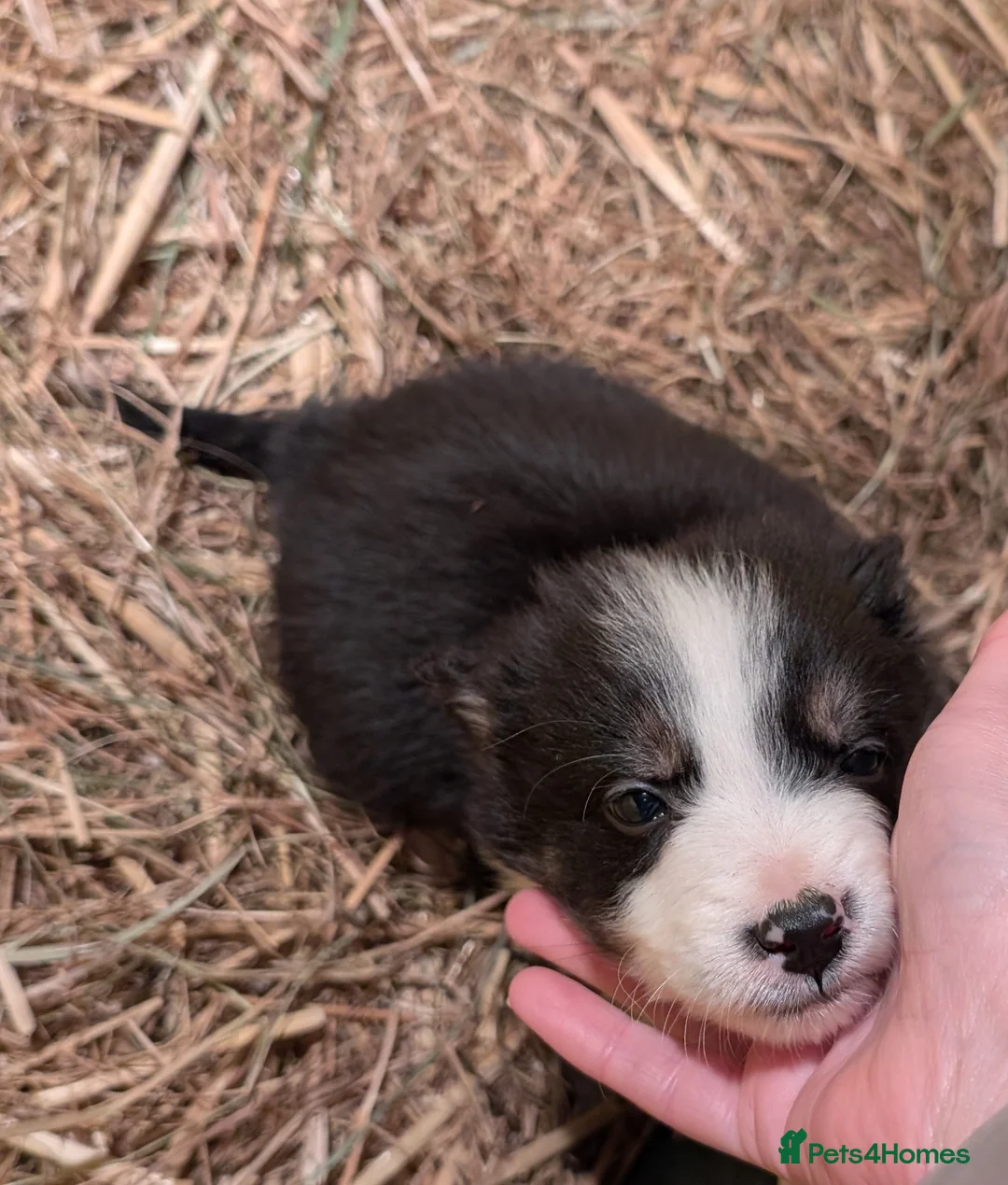 Border Collie dogs for sale: Border Collie Pups ❤️ - Advert 16