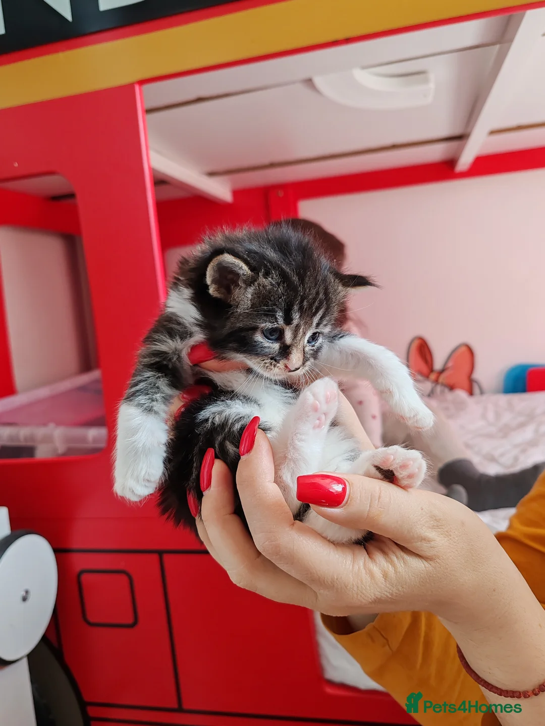 Mixed Breed cats for sale: Lovely kittens  - Advert 2