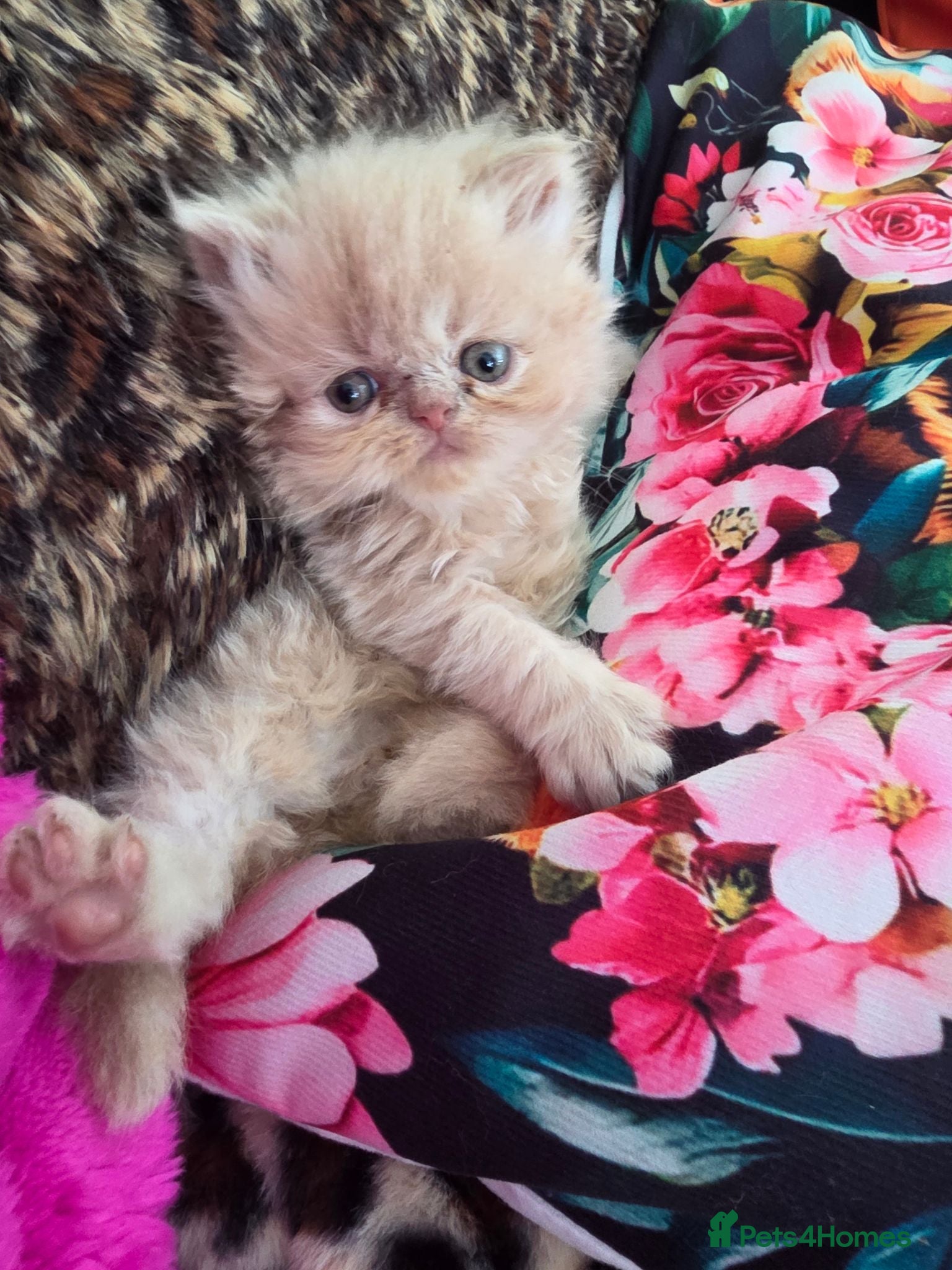 Persian cats 1 kitten & Adult persian cats for sale - Advert 2