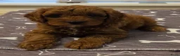 Cavapoo dogs for sale: F1B HEALTH TESTED CAVAPOO PUPPIES  - Advert 31