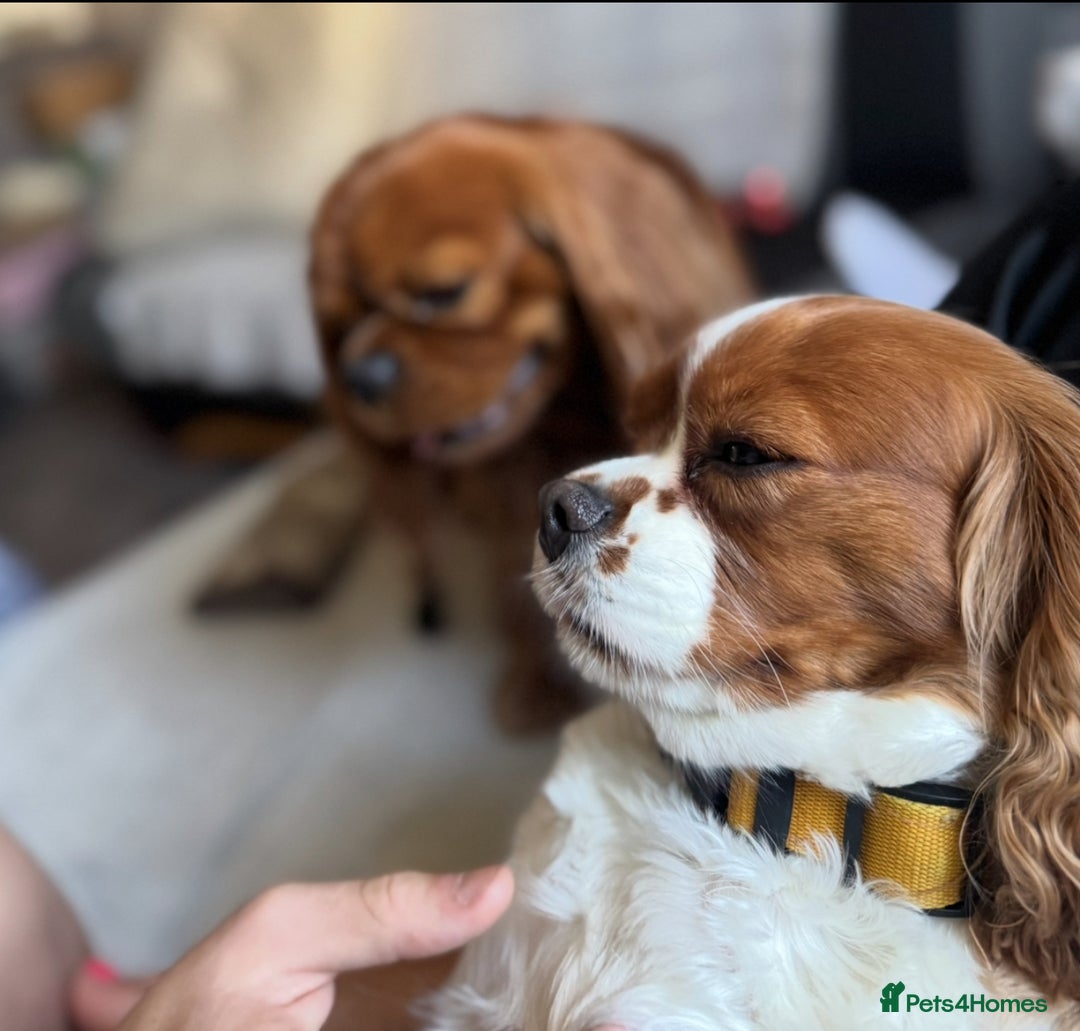 Cavalier King Charles Spaniel dogs for sale: Beautiful Ruby Cavalier King Charles Pups  - Image 17