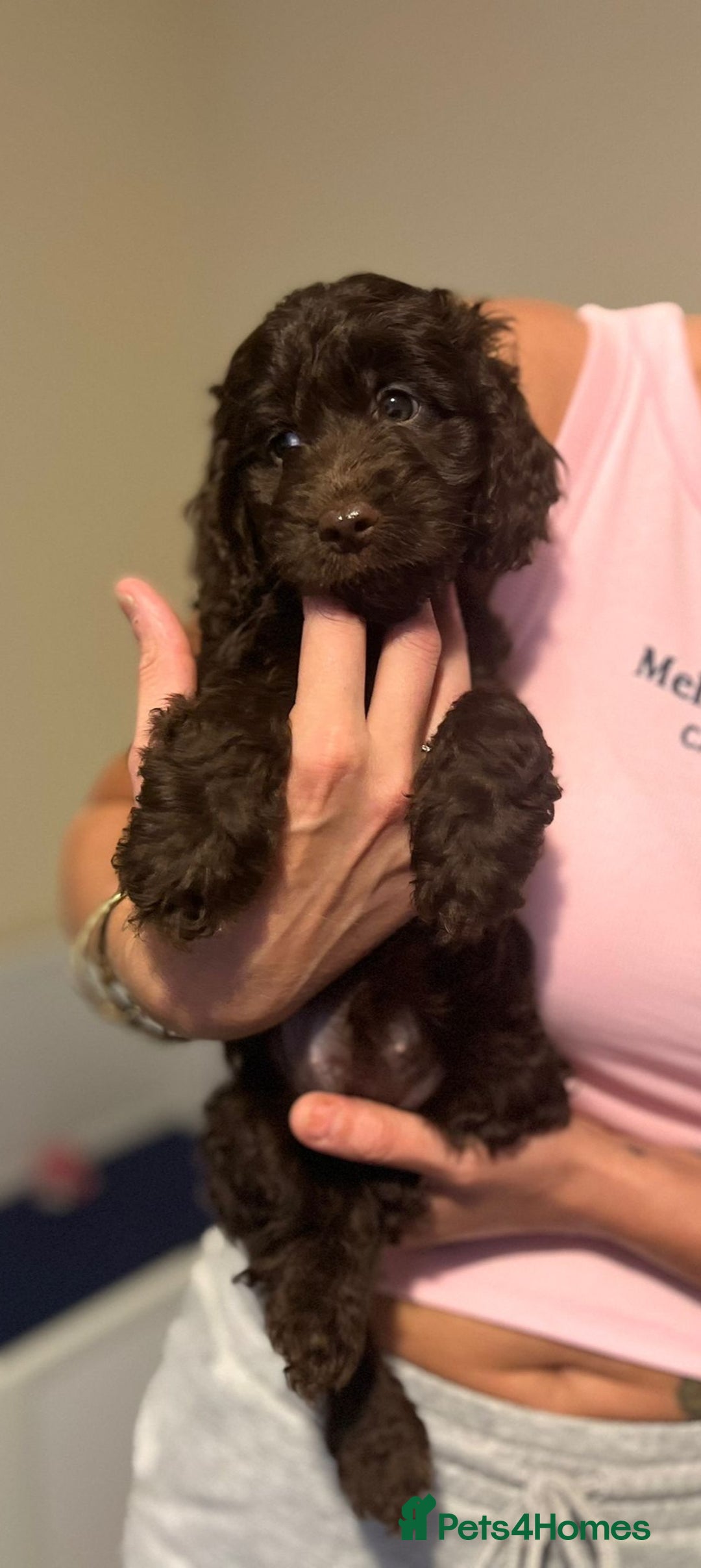 Cockapoo dogs for sale: Ready to leave Minature F1 PRA clear cockapoo pups - Image 29