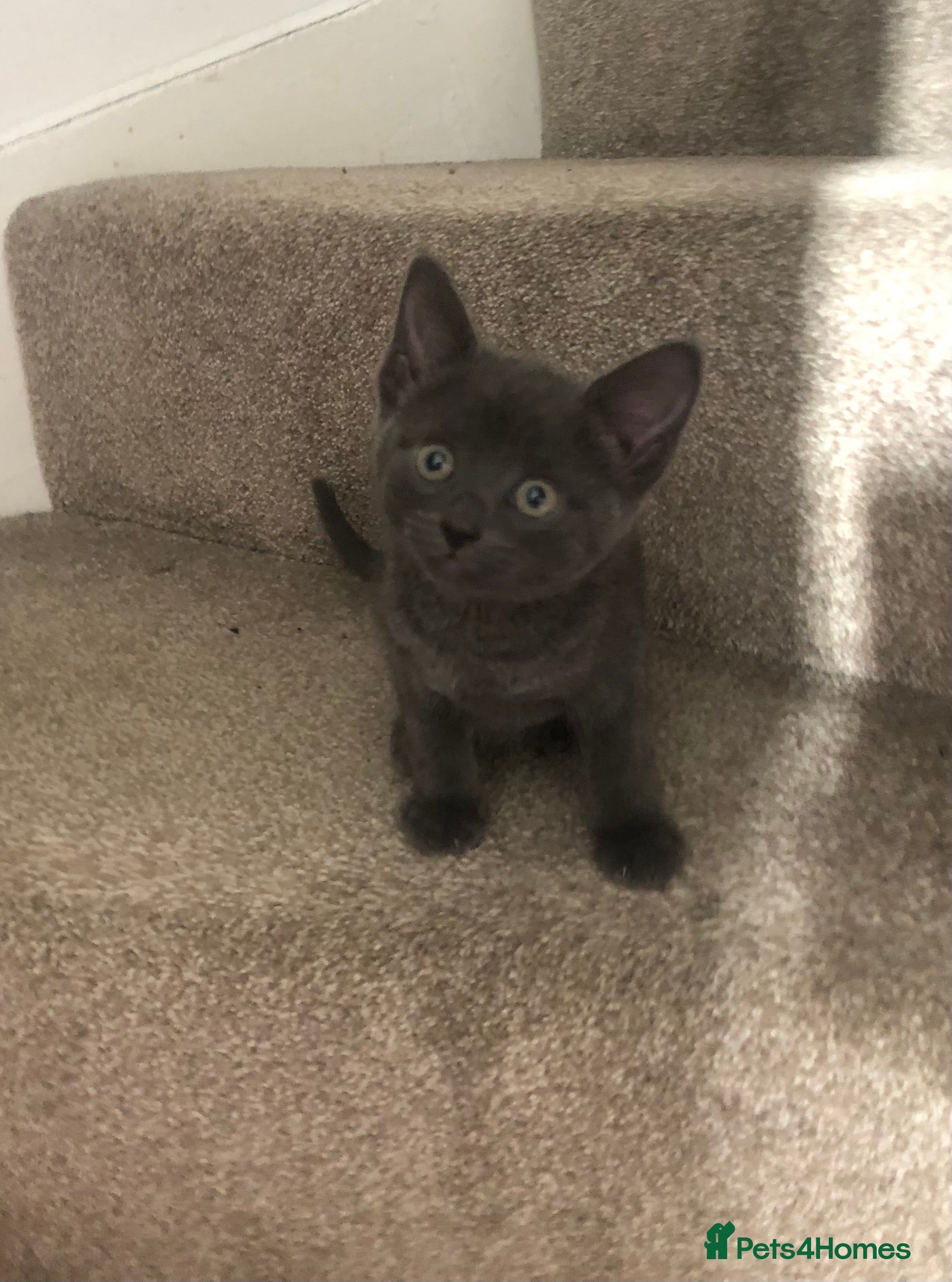 Mixed Breed cats Solid Grey/Blue Kittens 2 Boys  - Advert 7