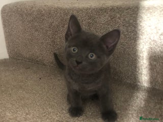 Mixed Breed cats Black white boy kitten last one - Advert 2