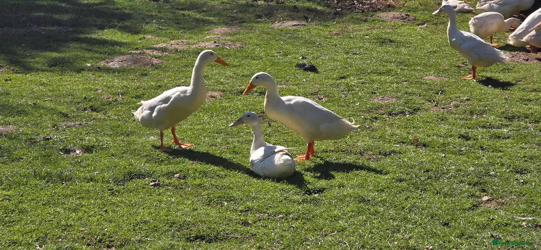 Ducks poultry for sale: Runner Ducks  - Advert 9